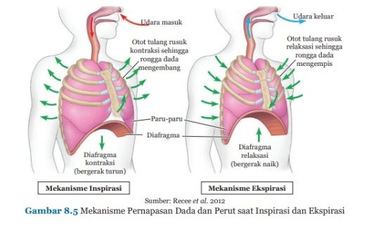 Detail Gambar Mekanisme Pernapasan Dada Pada Manusia Nomer 20