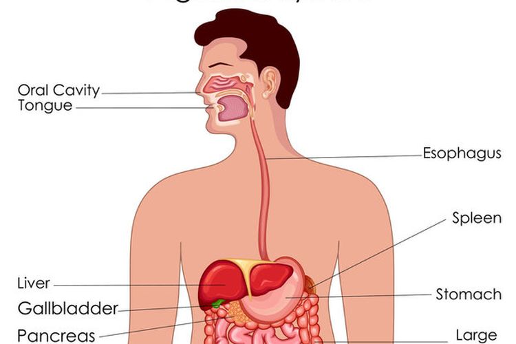 Detail Gambar Mekanisme Pernapasan Dada Pada Manusia Nomer 24