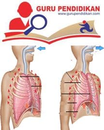 Detail Gambar Mekanisme Pernapasan Dada Pada Manusia Nomer 25