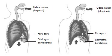 Detail Gambar Mekanisme Pernapasan Dada Pada Manusia Nomer 28