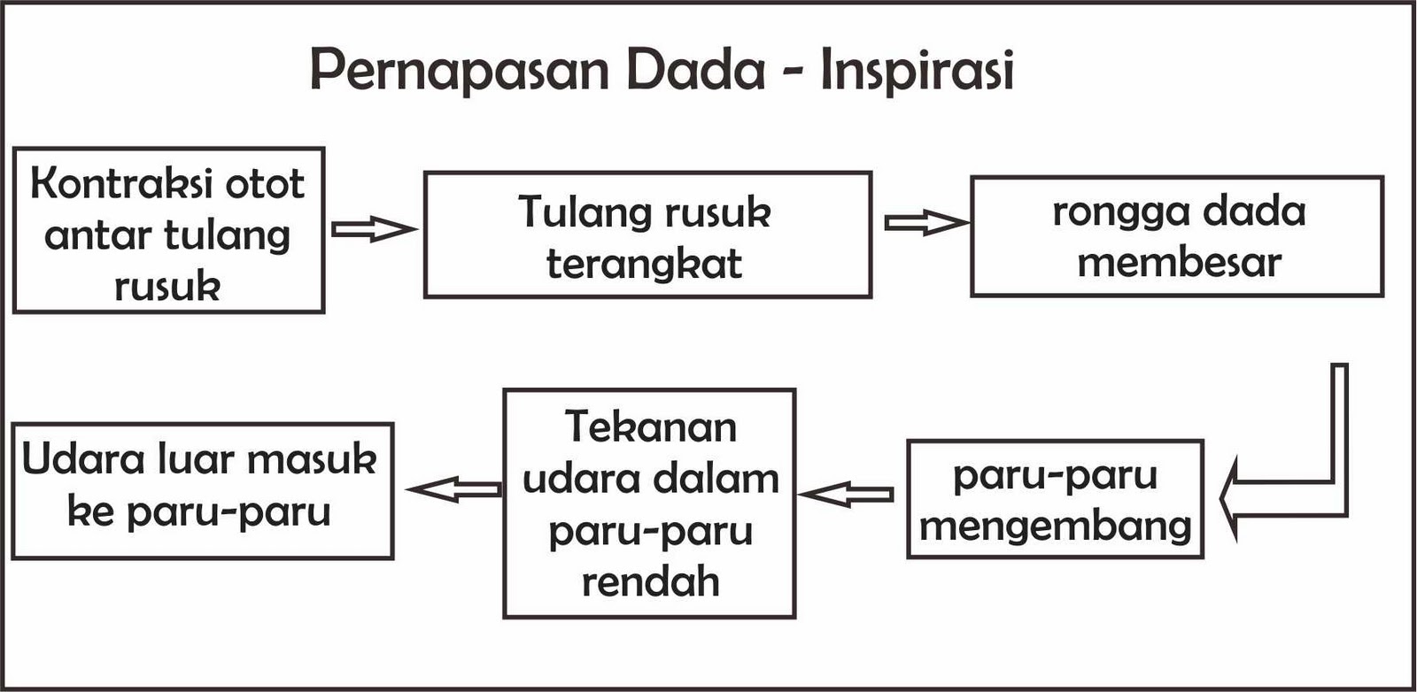 Detail Gambar Mekanisme Pernapasan Dada Pada Manusia Nomer 32