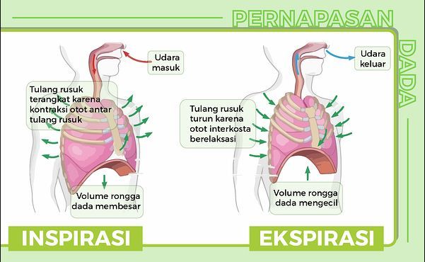 Detail Gambar Mekanisme Pernapasan Dada Pada Manusia Nomer 7