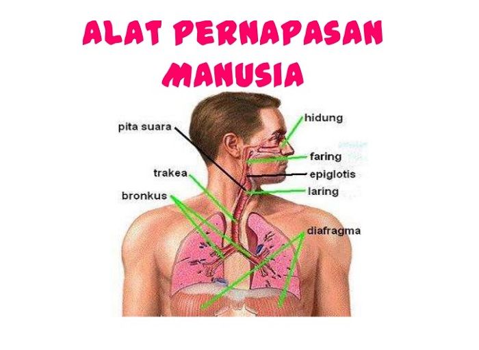 Detail Gambar Mekanisme Pernapasan Pada Manusia Nomer 20