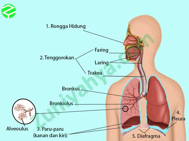 Detail Gambar Mekanisme Pernapasan Pada Manusia Nomer 27