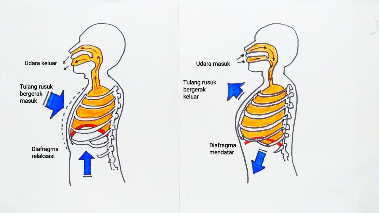 Detail Gambar Mekanisme Pernapasan Pada Manusia Nomer 38