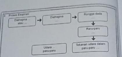 Detail Gambar Mekanisme Pernapasan Pada Manusia Nomer 48