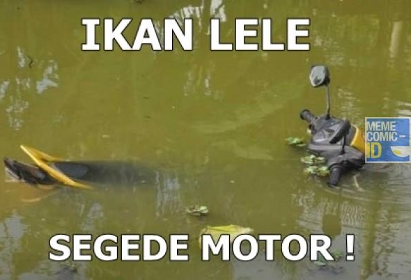 Detail Gambar Meme Pemancing Dapat Ikan Duyung Nomer 12