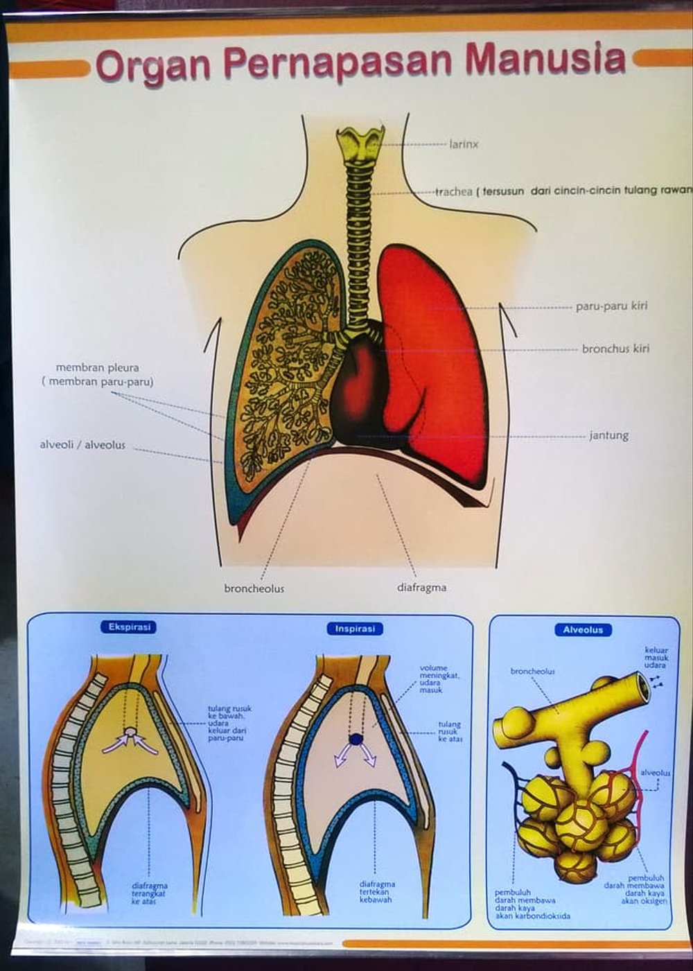 Detail Gambar Menjaga Pernapasan Nomer 33