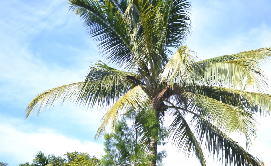 Detail Gambar Mewarnai Pohon Kelapa Tertiup Angin Nomer 25