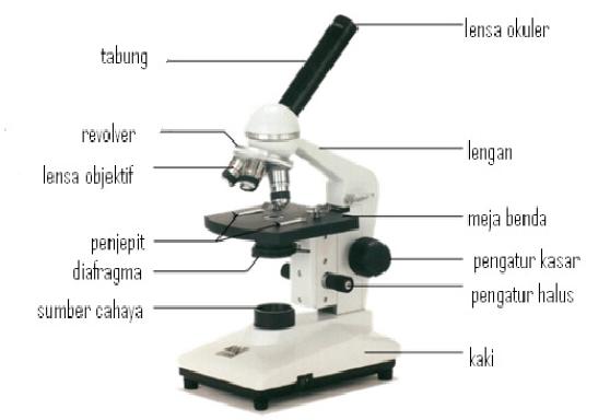 Detail Gambar Mikroskop Beserta Bagian Bagiannya Nomer 14