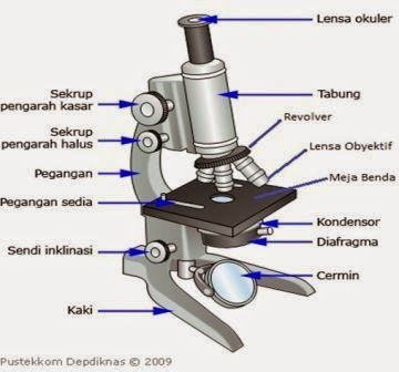 Detail Gambar Mikroskop Beserta Bagian Bagiannya Nomer 17