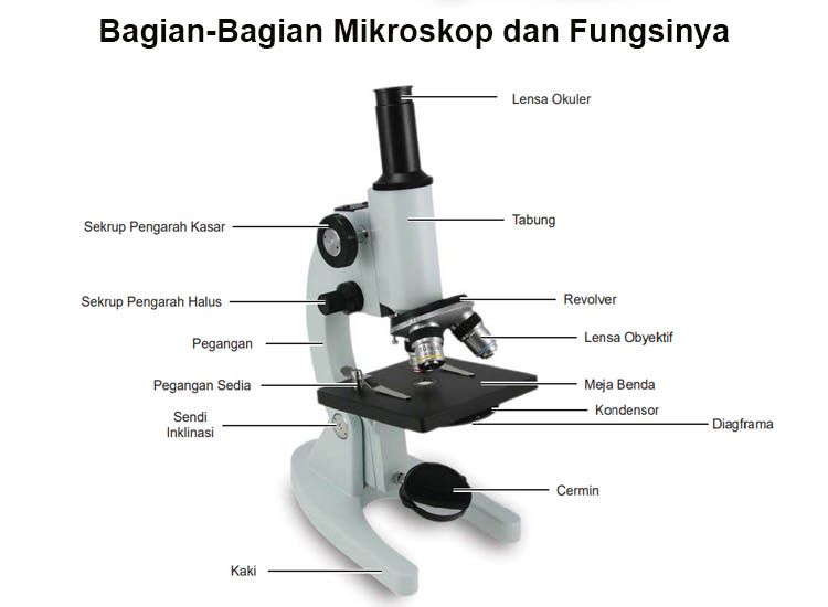 Detail Gambar Mikroskop Beserta Bagian Bagiannya Nomer 4