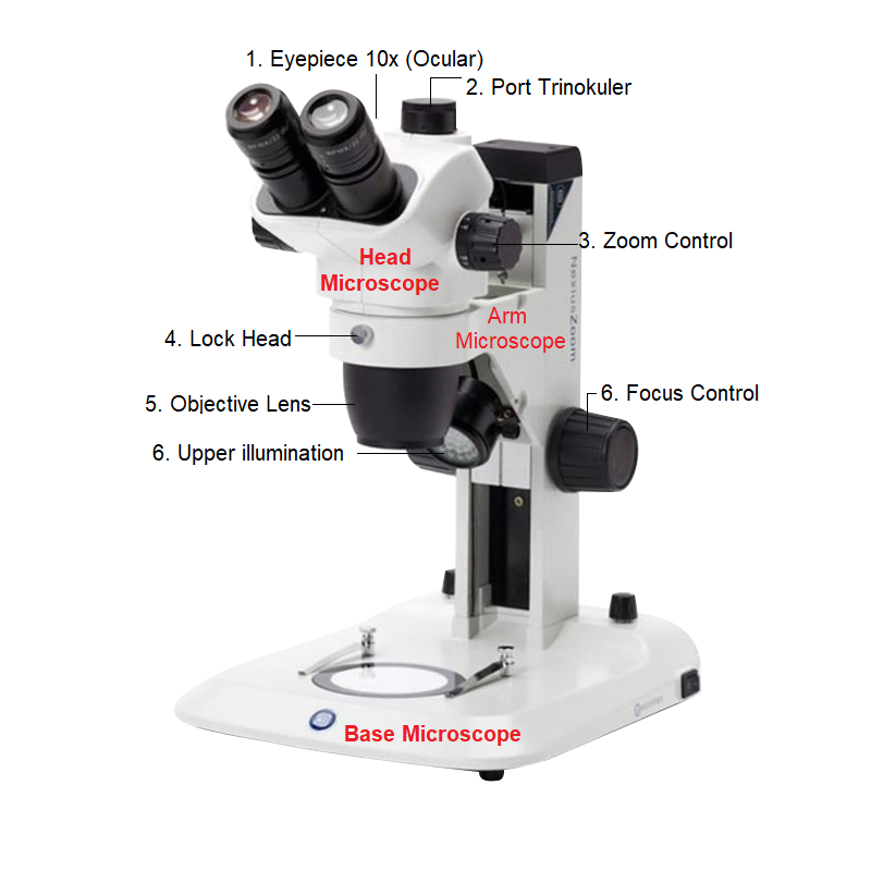 Detail Gambar Mikroskop Beserta Bagian Bagiannya Nomer 33