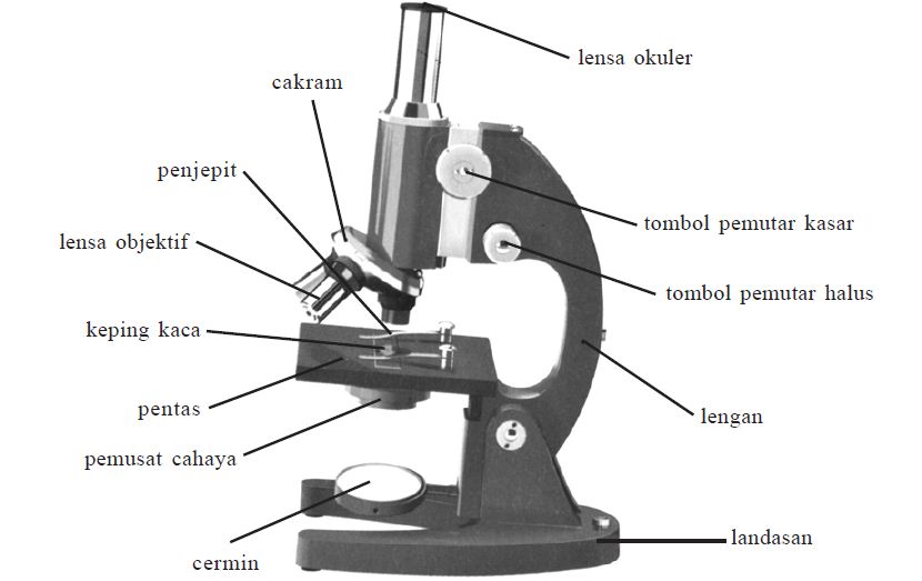 Detail Gambar Mikroskop Beserta Bagian Bagiannya Nomer 34