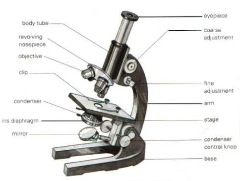 Detail Gambar Mikroskop Beserta Bagian Bagiannya Nomer 46