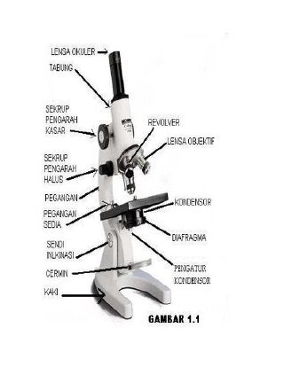 Detail Gambar Mikroskop Beserta Bagian Bagiannya Nomer 48