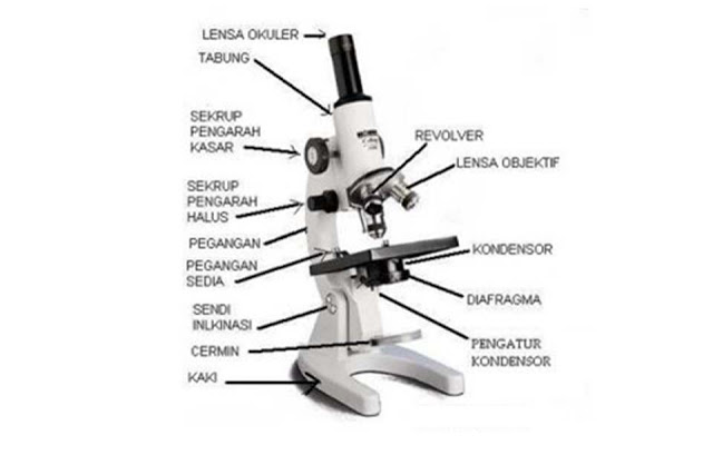 Detail Gambar Mikroskop Beserta Bagian Bagiannya Nomer 8