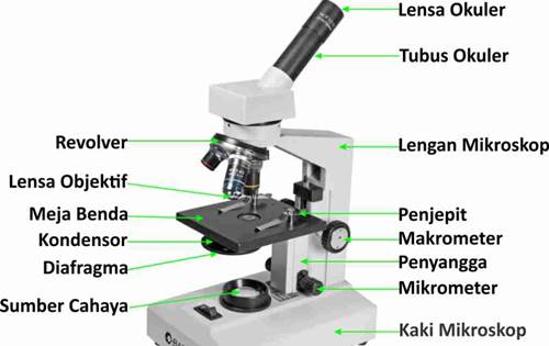 Detail Gambar Mikroskop Beserta Bagian Bagiannya Nomer 10