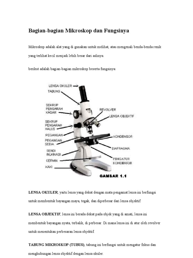 Detail Gambar Mikroskop Beserta Bagian Dan Fungsinya Nomer 12