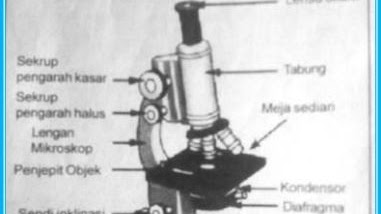 Detail Gambar Mikroskop Beserta Bagian Dan Fungsinya Nomer 33