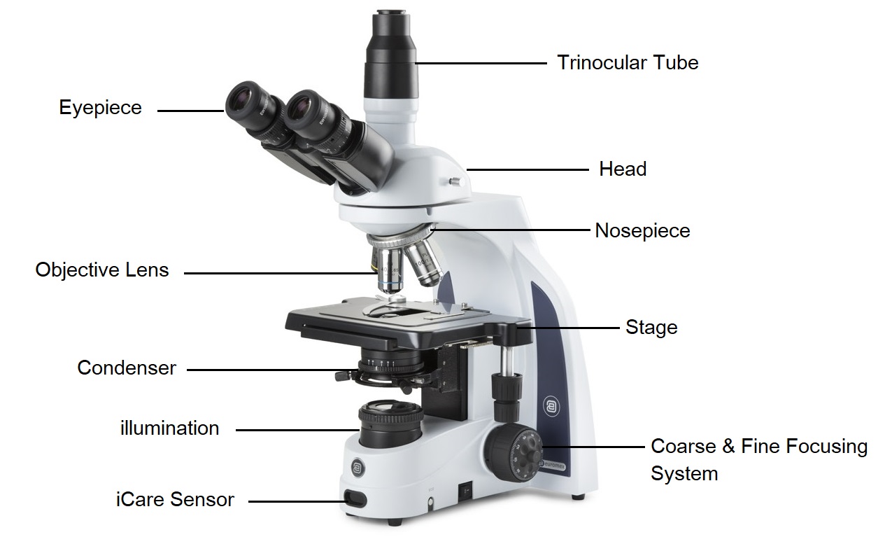 Detail Gambar Mikroskop Beserta Bagian Dan Fungsinya Nomer 38