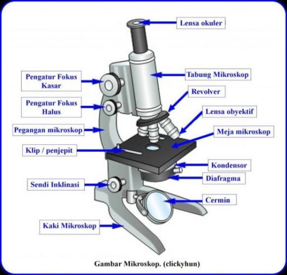 Detail Gambar Mikroskop Beserta Bagian Dan Fungsinya Nomer 8