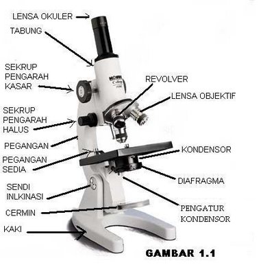 Detail Gambar Mikroskop Cahya Dan Fungsinya Nomer 2