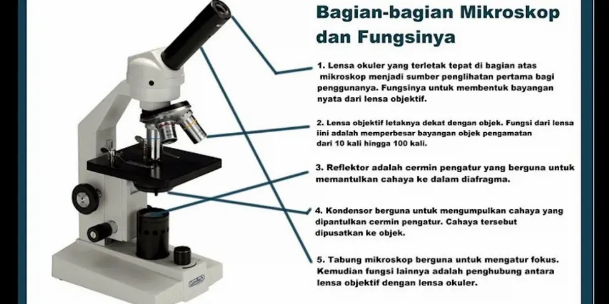 Detail Gambar Mikroskop Cahya Dan Fungsinya Nomer 18