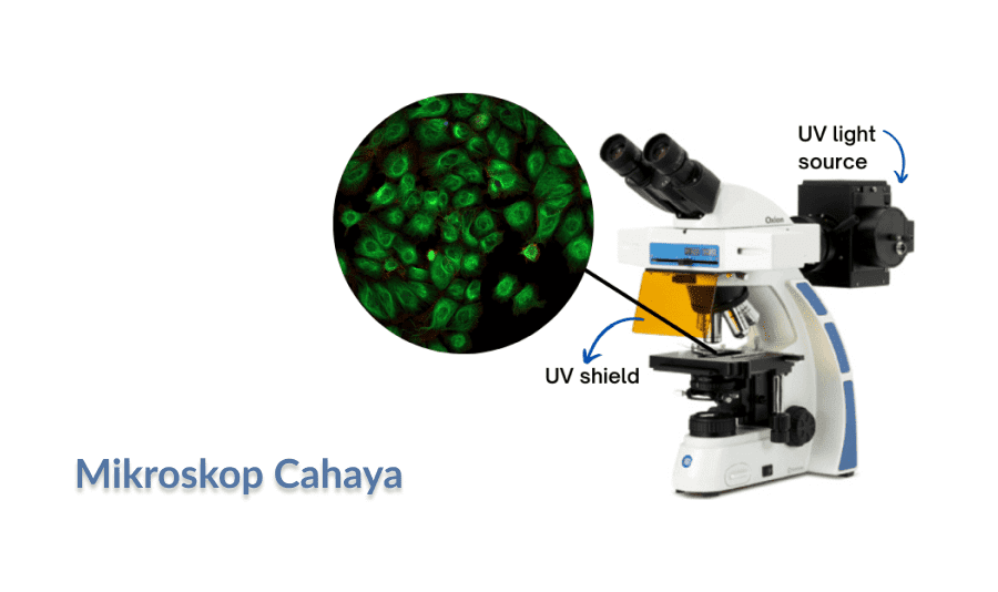 Detail Gambar Mikroskop Cahya Dan Fungsinya Nomer 43