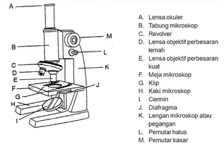 Detail Gambar Mikroskop Elektrik Beserta Gambar Keterangan Dan Fungsinya Nomer 19