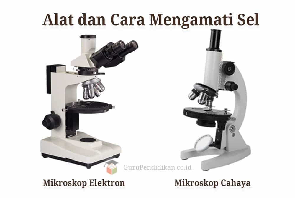 Detail Gambar Mikroskop Elektrik Beserta Gambar Keterangan Dan Fungsinya Nomer 43