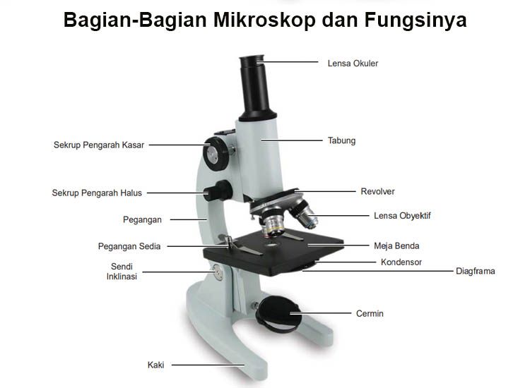 Detail Gambar Mikroskop Elektron Dan Fungsinya Nomer 18