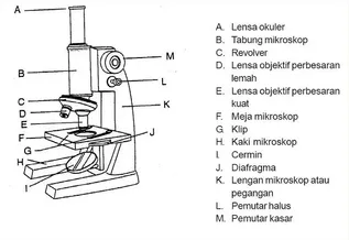 Detail Gambar Mikroskop Elektron Dan Fungsinya Nomer 33