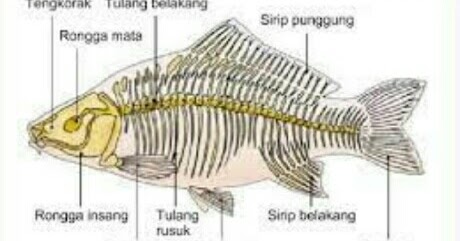 Detail Gambar Morfologi Ikan Nila Dengan Bahasa Indonesia Nomer 10