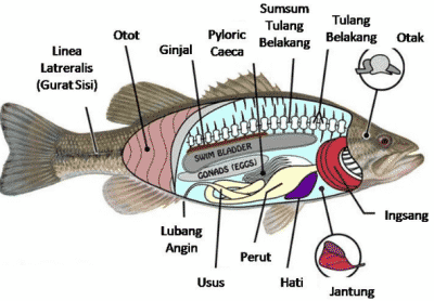 Detail Gambar Morfologi Ikan Nila Dengan Bahasa Indonesia Nomer 11