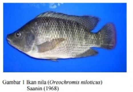 Detail Gambar Morfologi Ikan Nila Dengan Bahasa Indonesia Nomer 12