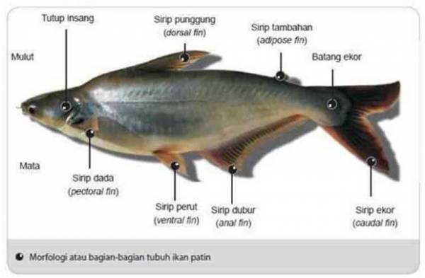 Detail Gambar Morfologi Ikan Nila Dengan Bahasa Indonesia Nomer 20