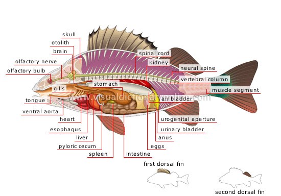 Detail Gambar Morfologi Ikan Nila Dengan Bahasa Indonesia Nomer 5