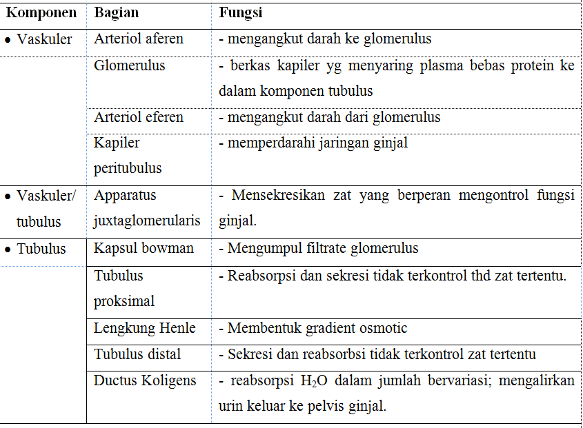 Detail Gambar Nefron Dan Fungsinya Nomer 26