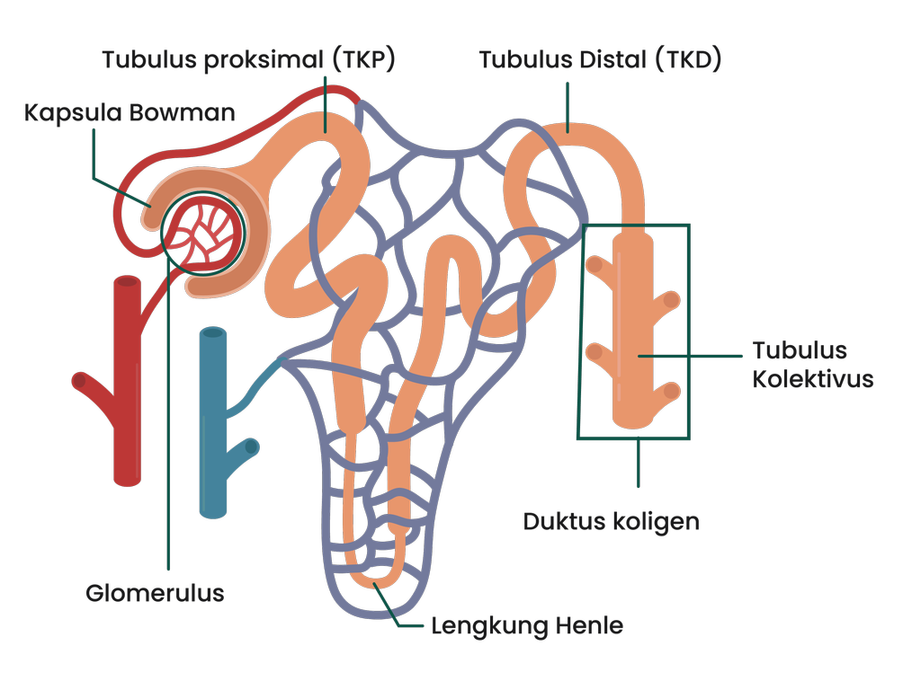 Detail Gambar Nefron Dan Fungsinya Nomer 35