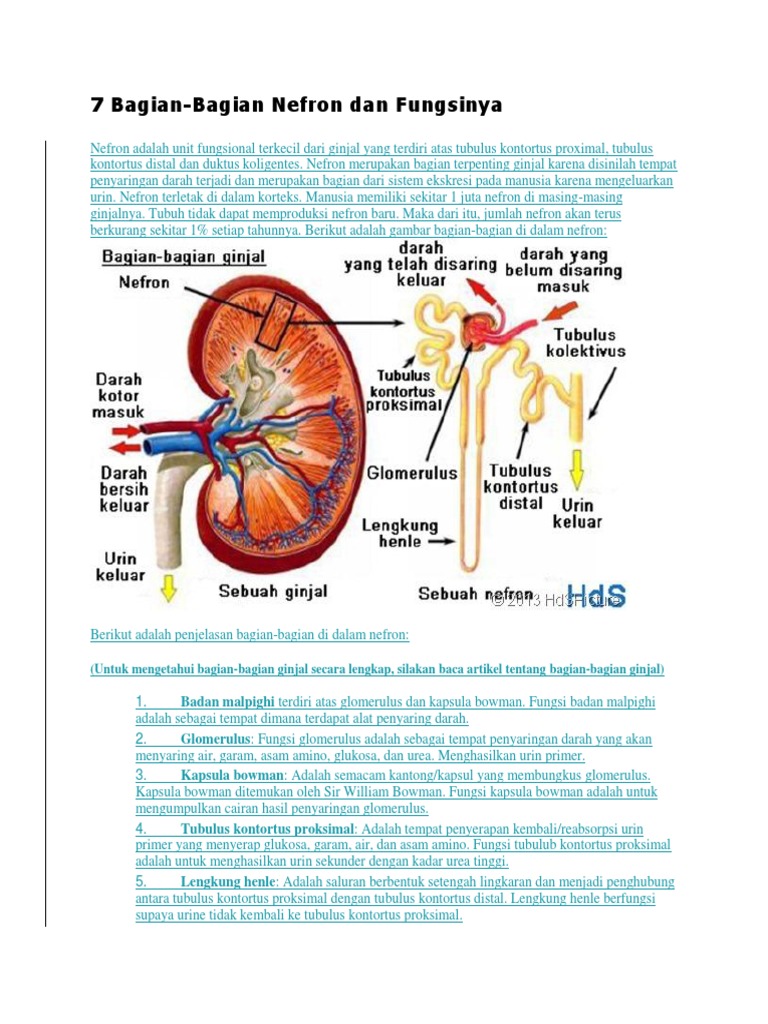 Detail Gambar Nefron Dan Fungsinya Nomer 5