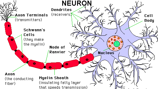 Gambar Neuron Beserta Fungsinya - KibrisPDR