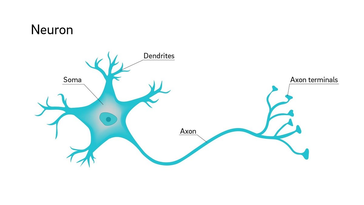 Detail Gambar Neuron Beserta Fungsinya Nomer 20