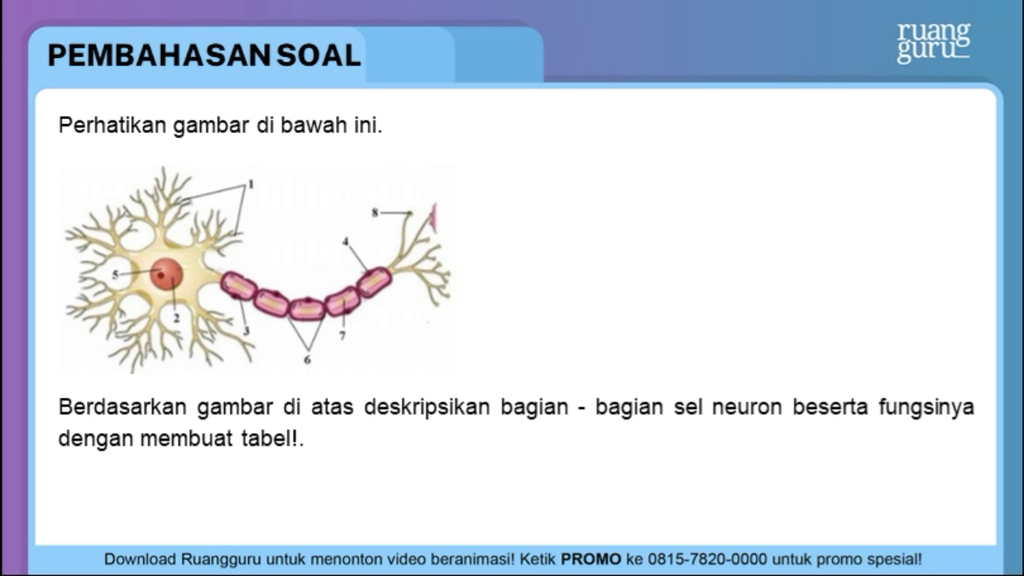 Detail Gambar Neuron Beserta Fungsinya Nomer 21