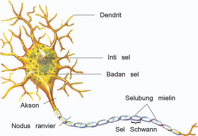 Detail Gambar Neuron Beserta Fungsinya Nomer 22