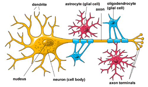 Detail Gambar Neuron Beserta Fungsinya Nomer 27
