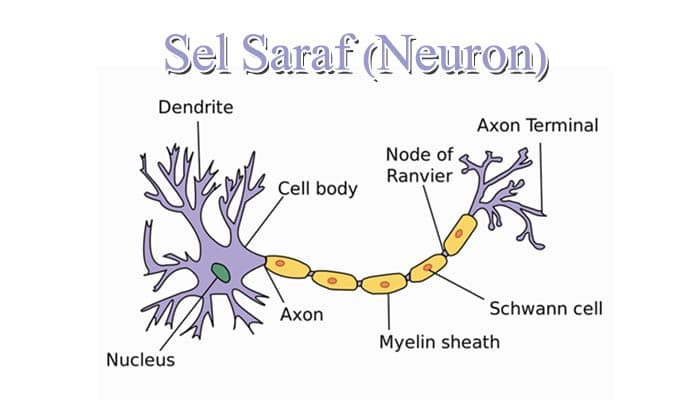 Detail Gambar Neuron Beserta Fungsinya Nomer 35