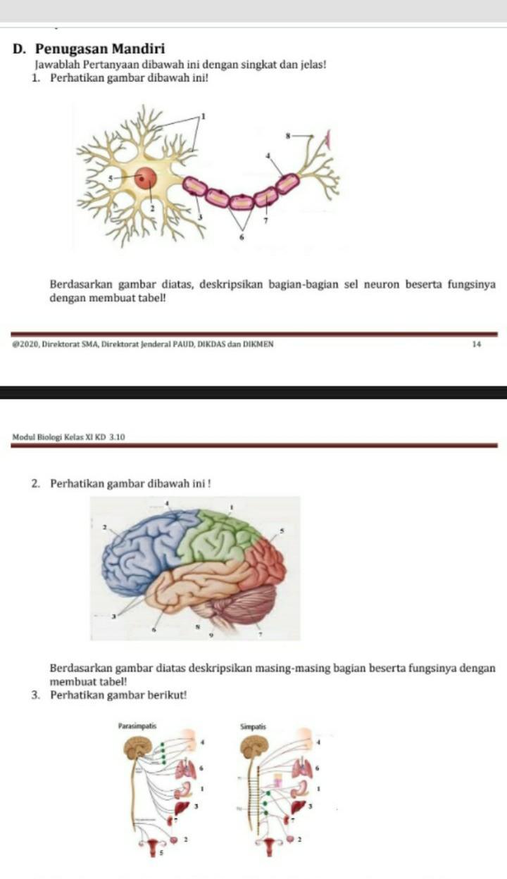 Detail Gambar Neuron Beserta Fungsinya Nomer 37