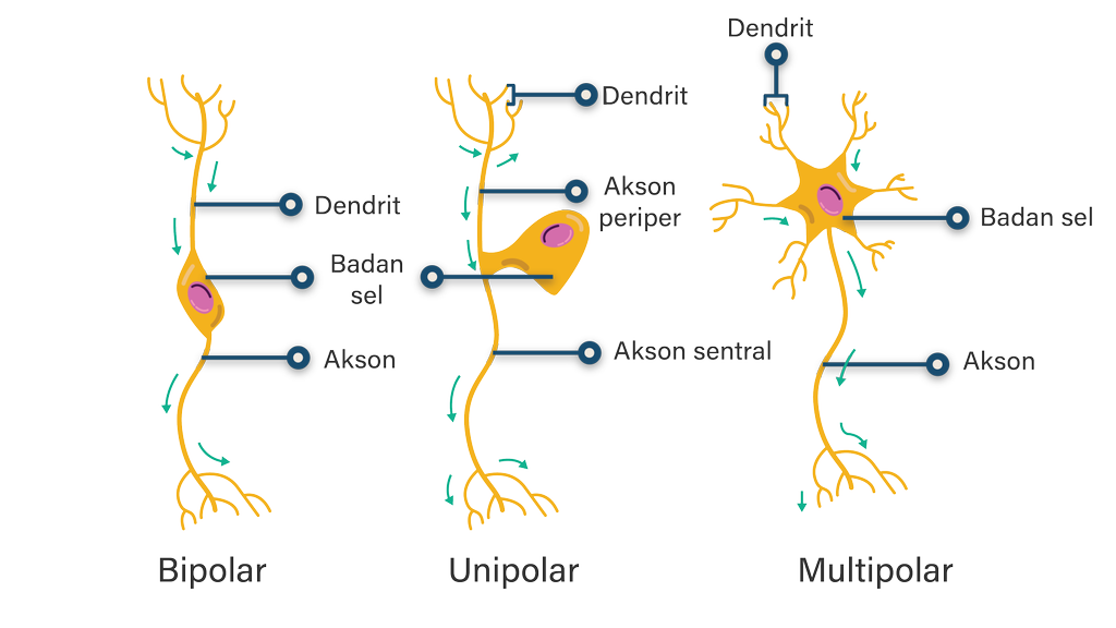 Detail Gambar Neuron Beserta Fungsinya Nomer 44