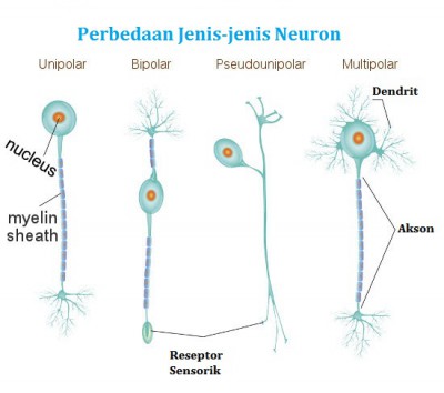 Detail Gambar Neuron Beserta Fungsinya Nomer 45